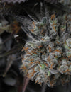 Best fruity sativa strains to vape with your dry herb vaporizer in may 2023