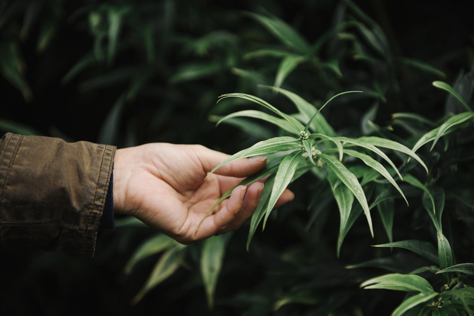 Exploring Cannabis Strains for Erectile Dysfunction Relief: The Benefits of Vaping Pure Flower with a Dry Herb Vaporizer