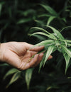 Exploring Cannabis Strains for Erectile Dysfunction Relief: The Benefits of Vaping Pure Flower with a Dry Herb Vaporizer